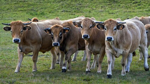 La vache Aubrac en Transhumance