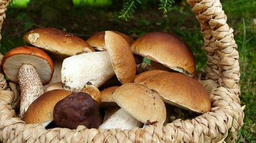 Journée cueillette des champignons