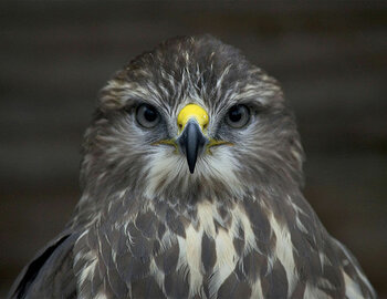 Rochers des Aigles