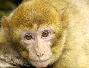 La Forêt des singes